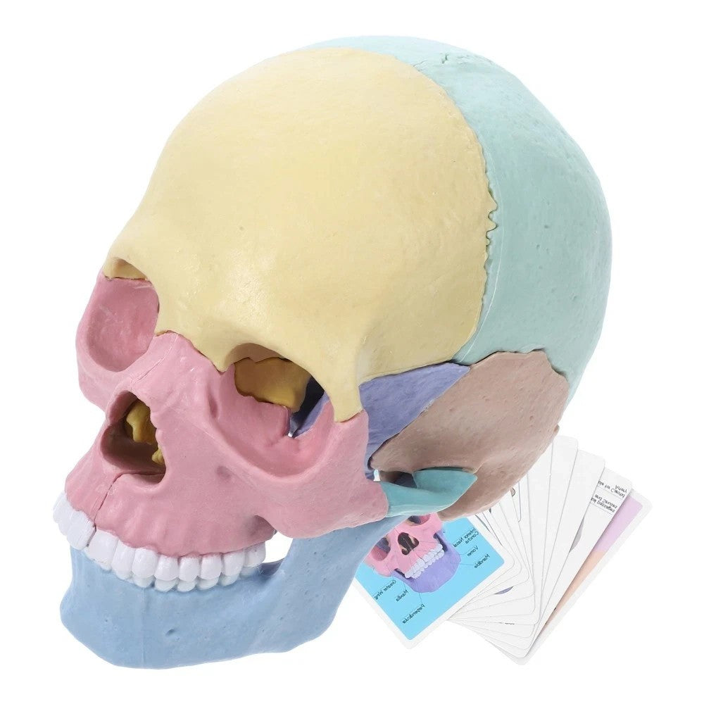 Human Skull Model for Anatomy Adult Classroom Teaching Assembly Stem