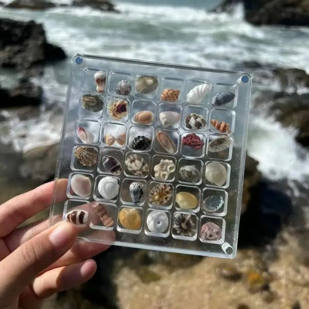 36 Grids Acrylic Magnetic Seashell Display Box Mini Seashell Collection Case