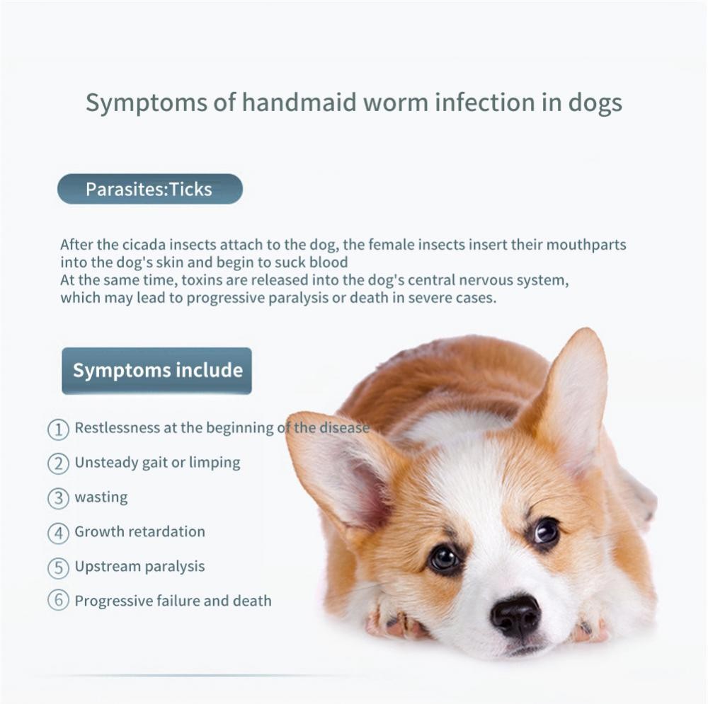 8 Month Protection Pet Flea and Tick Collar Antiparasitic Cat Collar