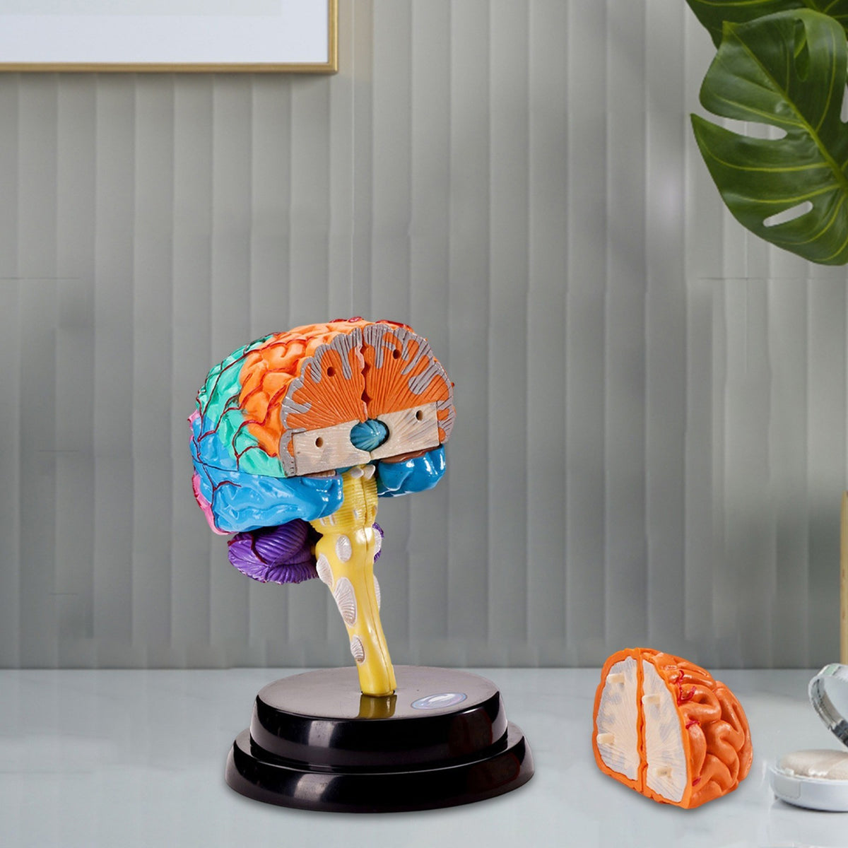 Human Brain Model Anatomy Tool Brain Functions Model for Teaching Classroom