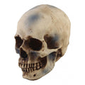 Life Size 1:1 Resin Human Skull Model Teaching Skeleton head  Props