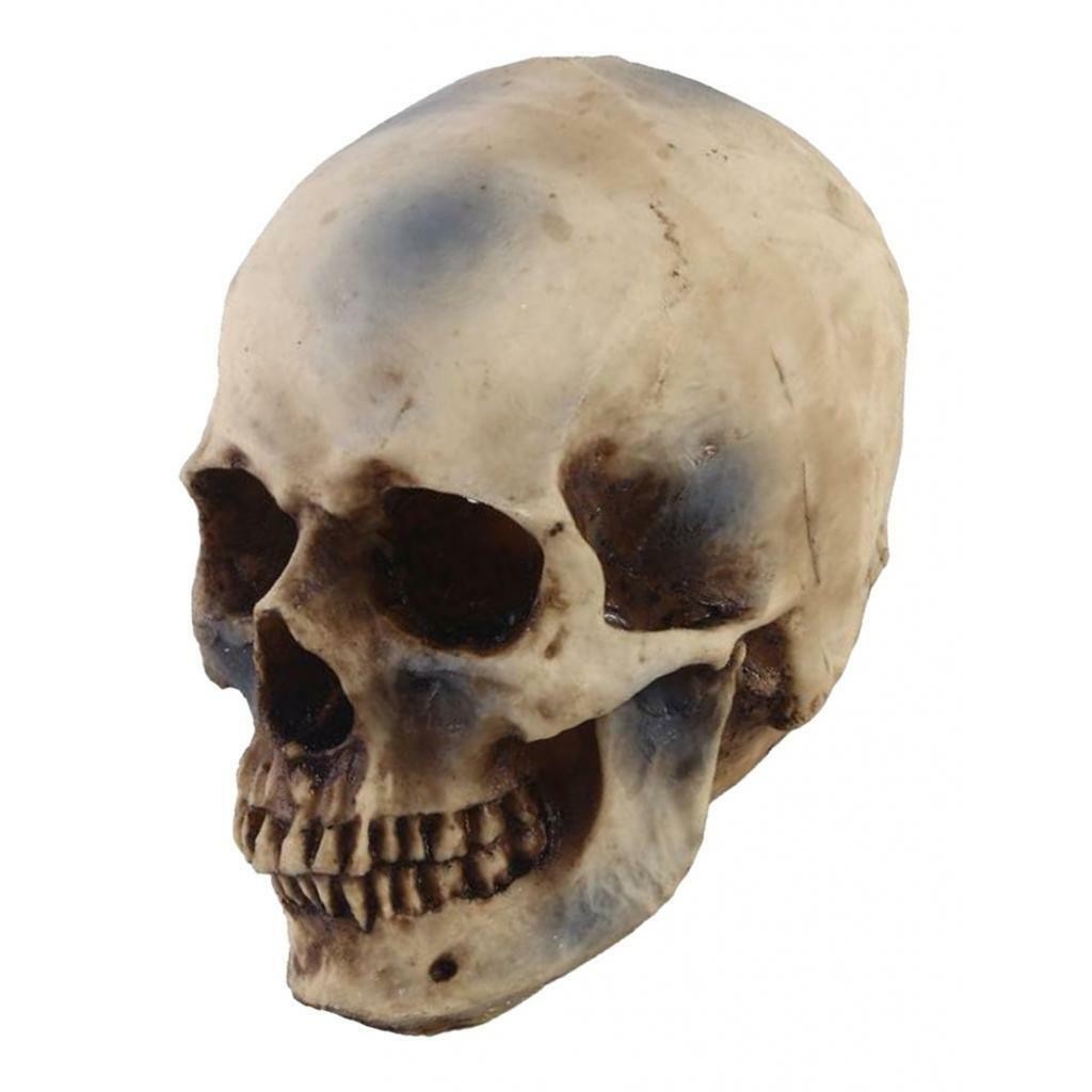 Life Size 1:1 Resin Human Skull Model Teaching Skeleton head  Props