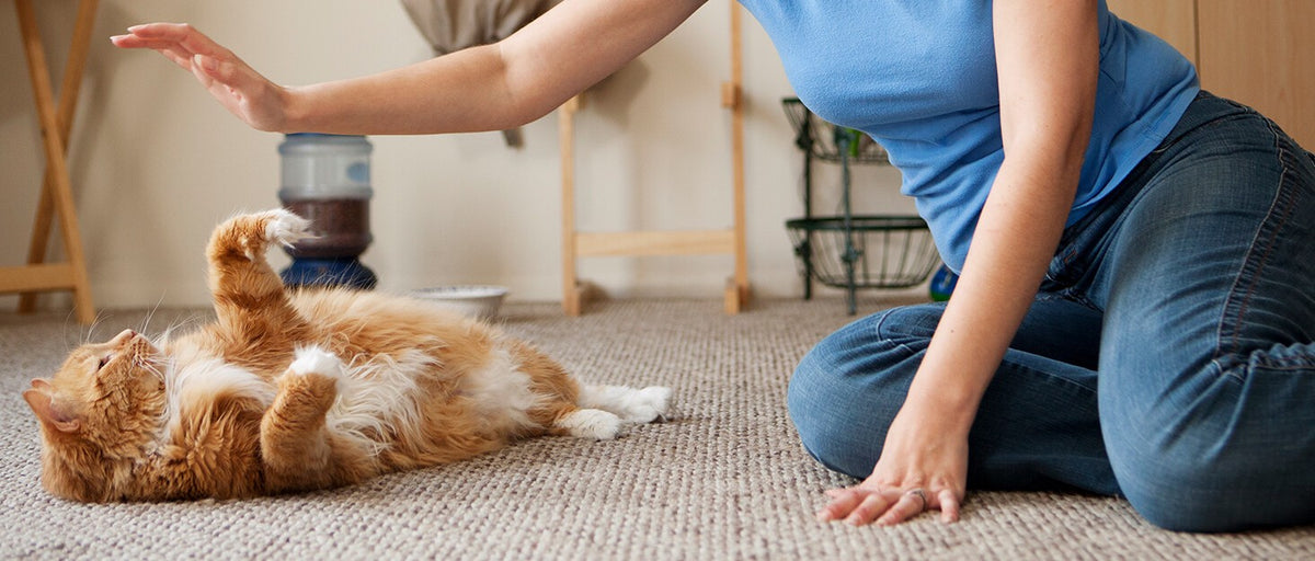 NEW L-shaped cat scratcher is made of non-toxic corrugated paper