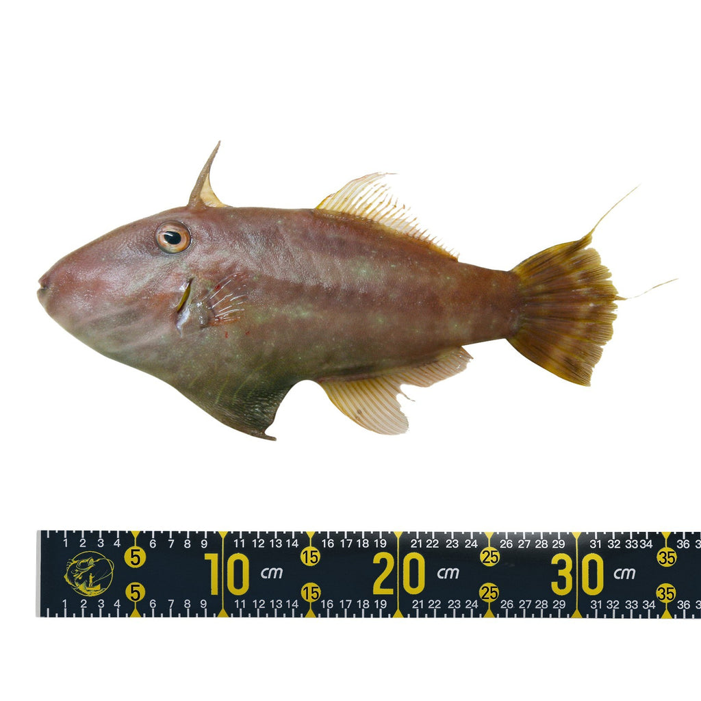 Adhesive Fish Ruler, 2Pack 51 Inch Fish Measure Sticker for Fishing Boat, Black