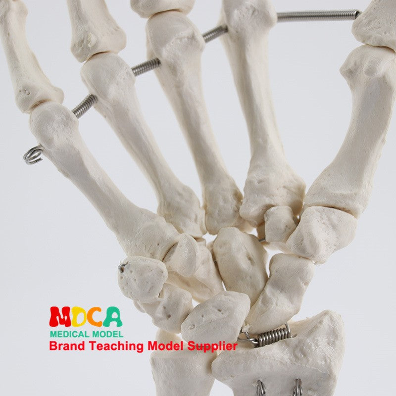 Life Size Human Hand Joint Bone Skeleton Anatomical Model Medical Anatomy