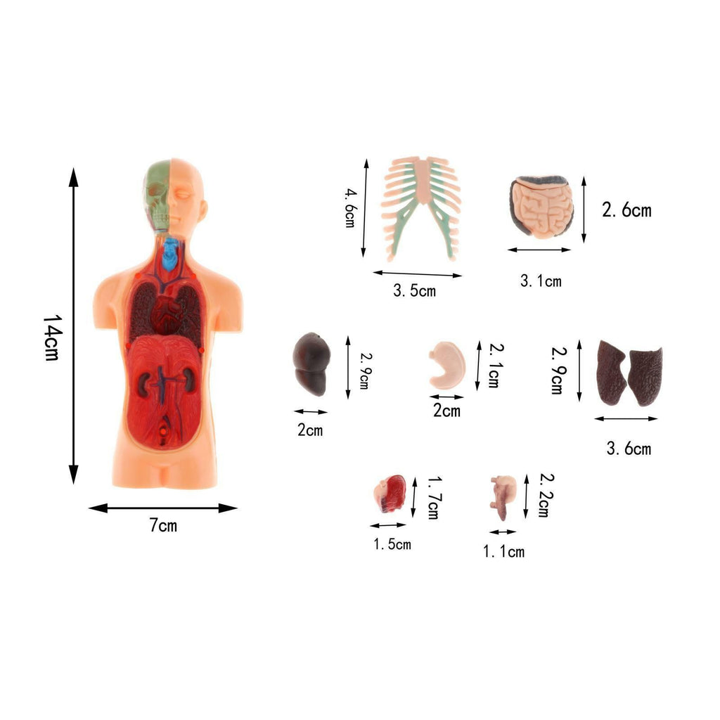 Human Body Anatomy Model - Build knowledge of the human body