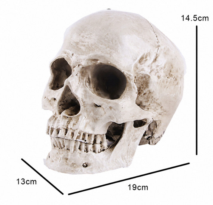 Life Size Human Skull Model 1:1 Replica Realistic Skull Head Bone Skeleton Model