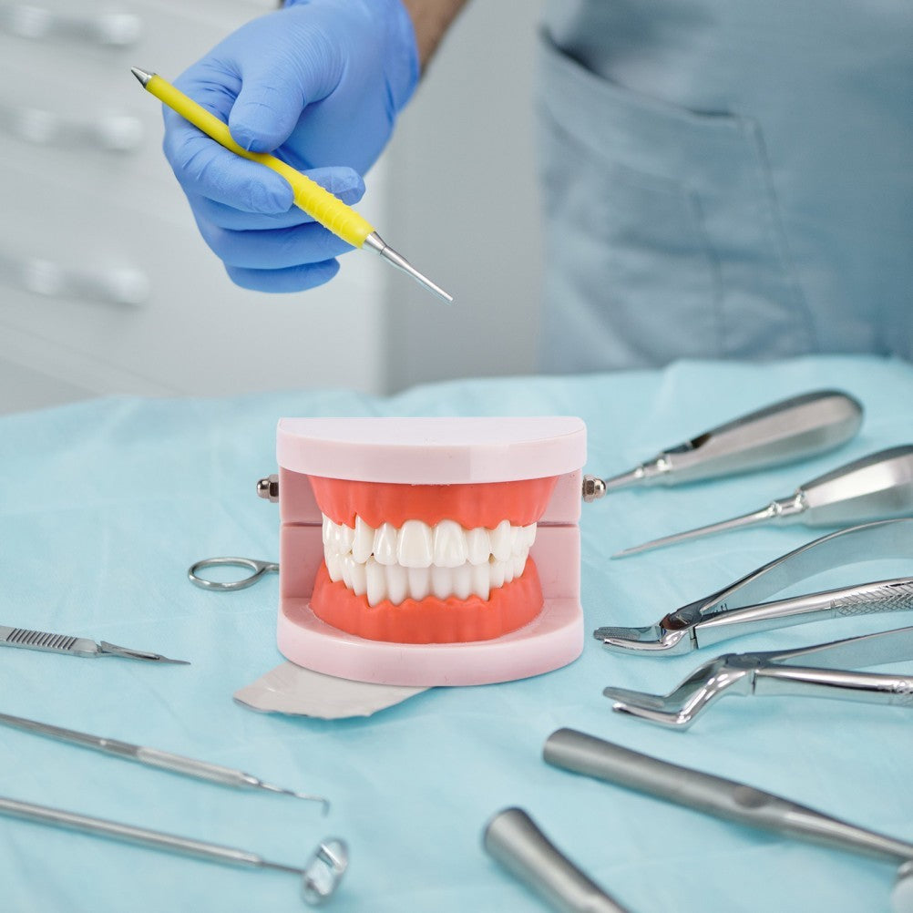 Teeth Model with Teeth for Dental Education and Demonstration Use