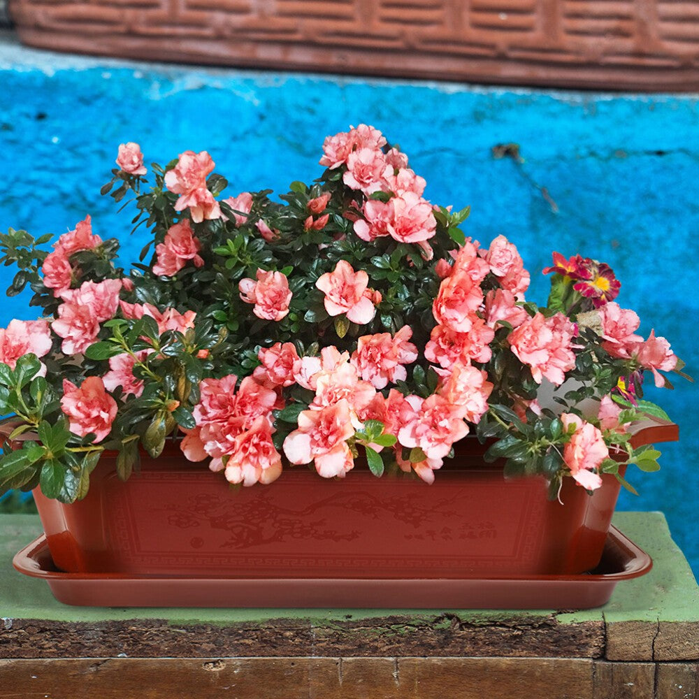 5 Sets of Bonsai Pot Large Size Flowerpot Bonsai Cultivation Pot with Tray H