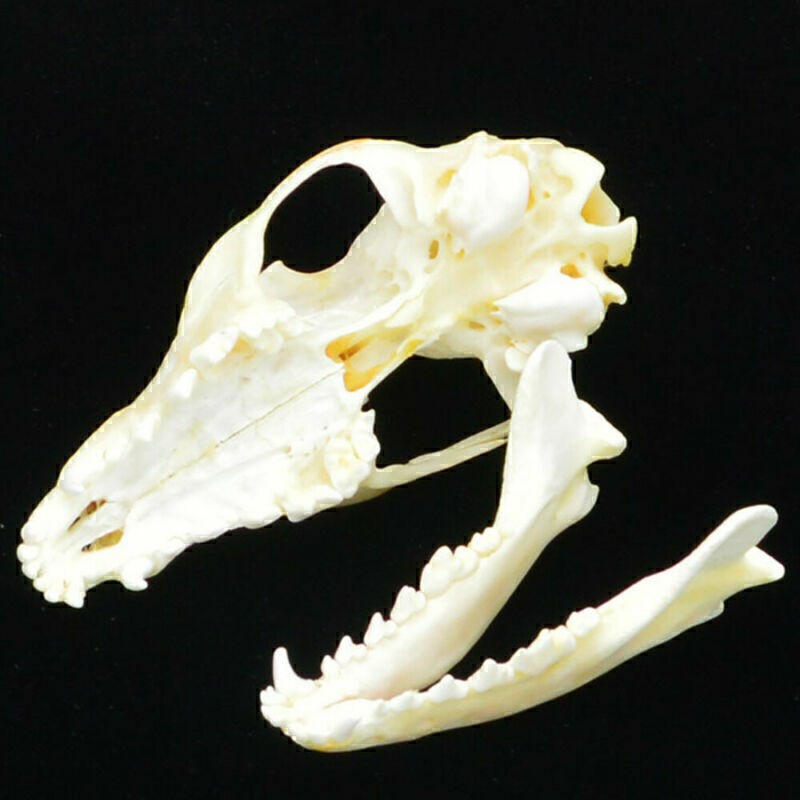 Real Animals Skull Red Fox Skull Original Bone Taxiderry Education Collection