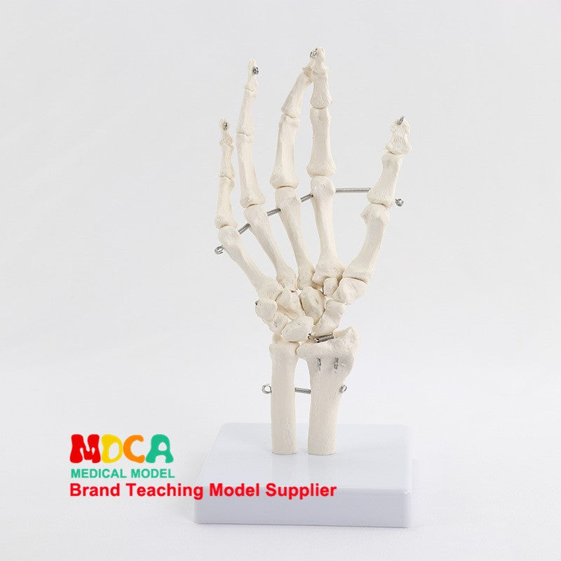 Life Size Human Hand Joint Bone Skeleton Anatomical Model Medical Anatomy