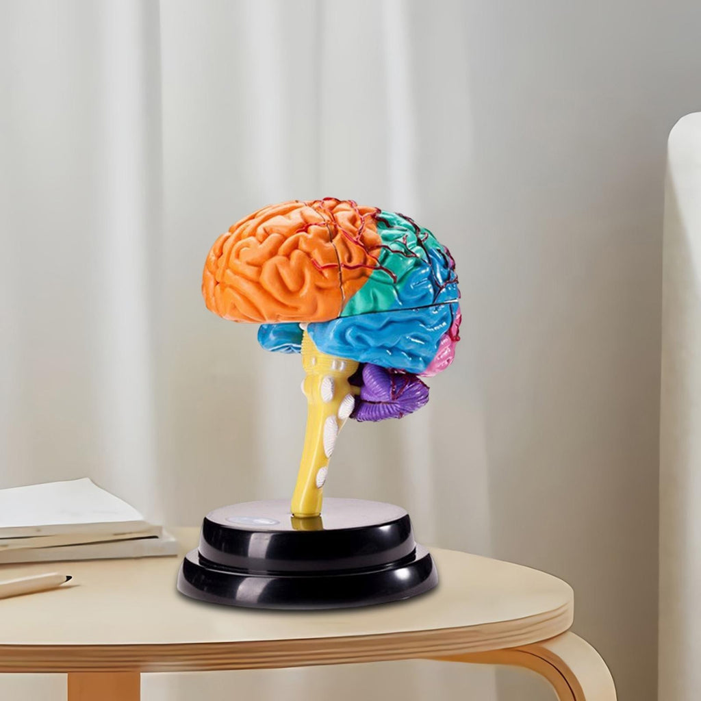 Human Brain Model Anatomy Tool Brain Functions Model for Teaching Classroom
