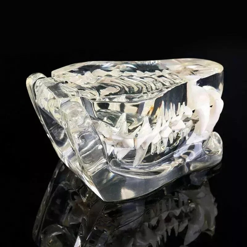 Dog Teeth Model Tooth Transparent Anatomical Veterinary Canine Teaching PVC