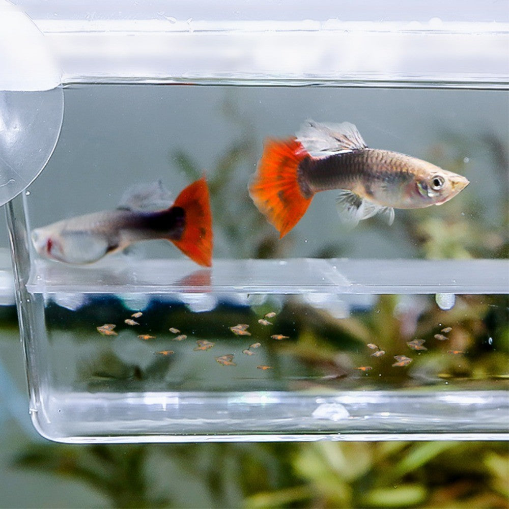 1Pc Fish Isolation Box Acrylic Hatchery Fish Breeding Box Aquarium Breeder Box