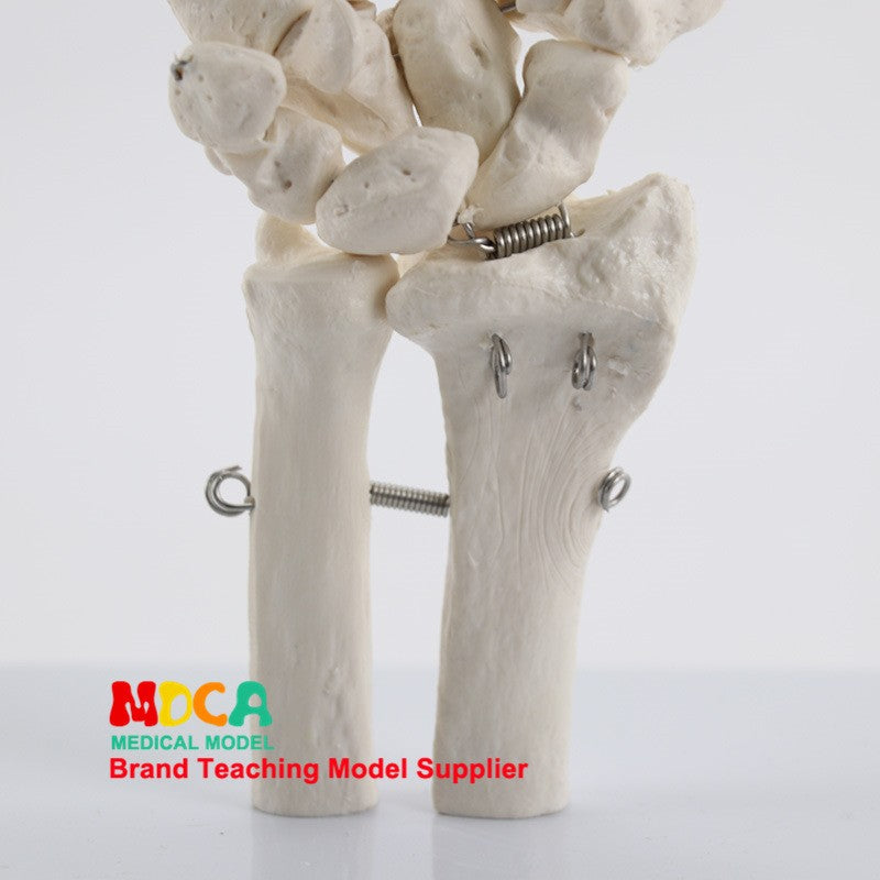 Life Size Human Hand Joint Bone Skeleton Anatomical Model Medical Anatomy