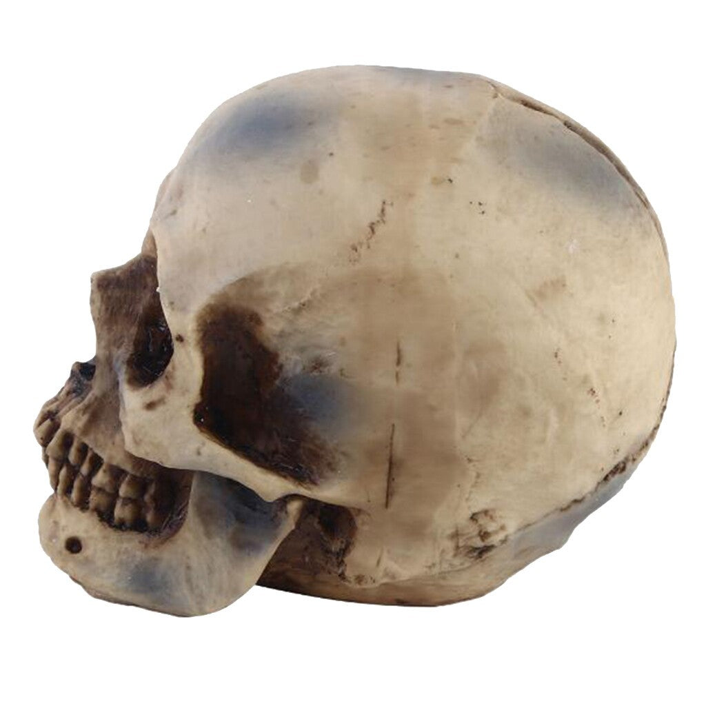 Life Size 1:1 Resin Human Skull Model Teaching Skeleton head  Props