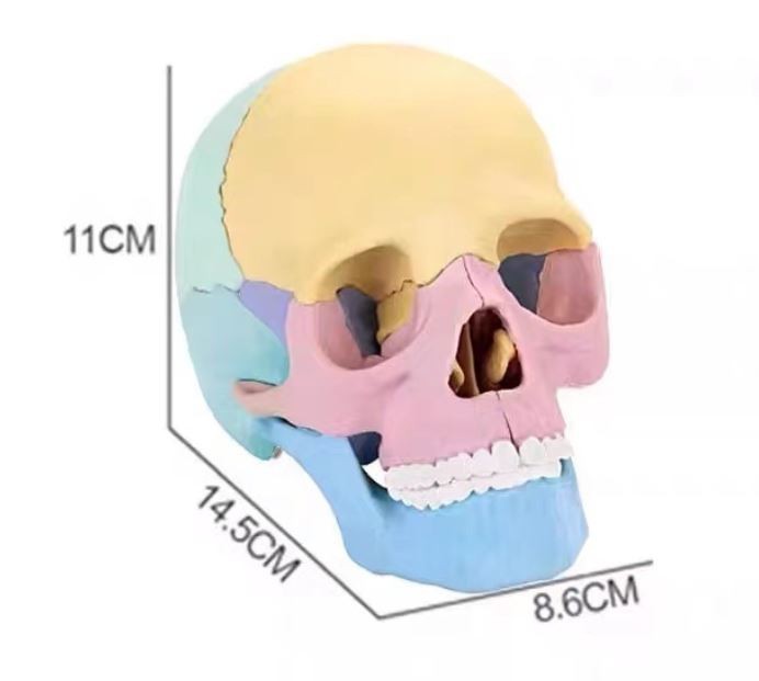 Human Skull Model for Anatomy Adult Classroom Teaching Assembly Stem