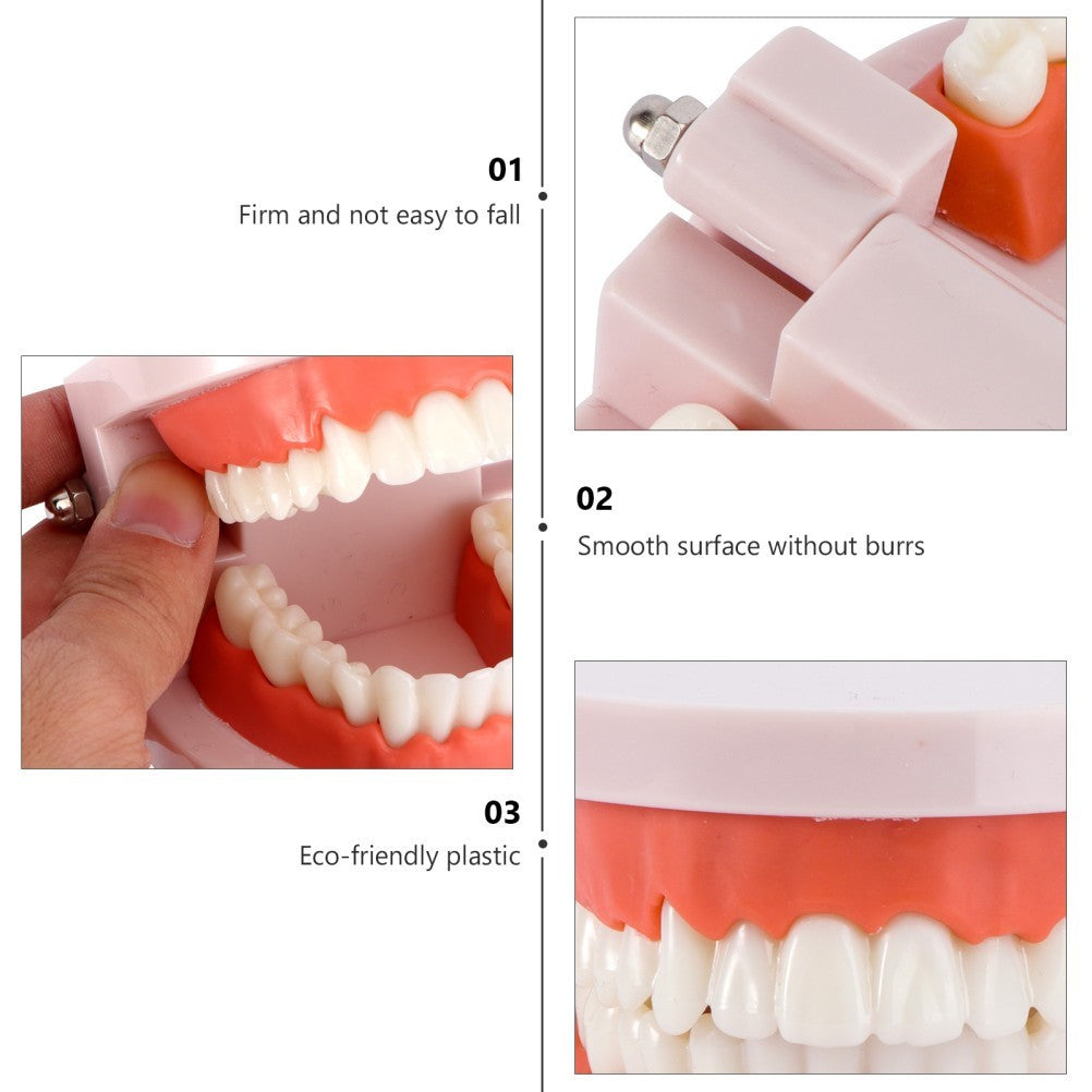 Teeth Model with Teeth for Dental Education and Demonstration Use