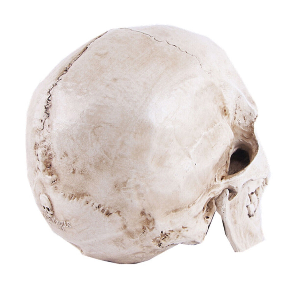 Life Size Human Skull Model 1:1 Replica Realistic Skull Head Bone Skeleton Model