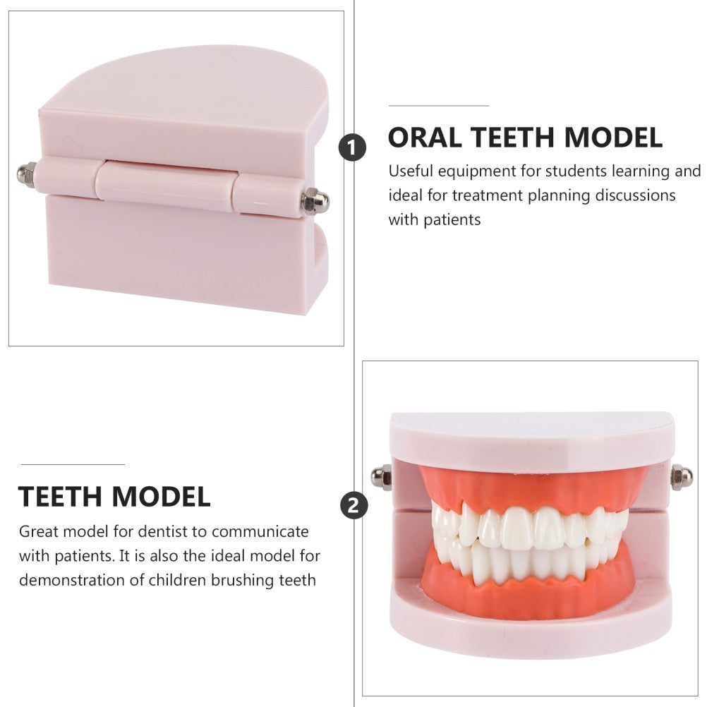 Teeth Model with Teeth for Dental Education and Demonstration Use