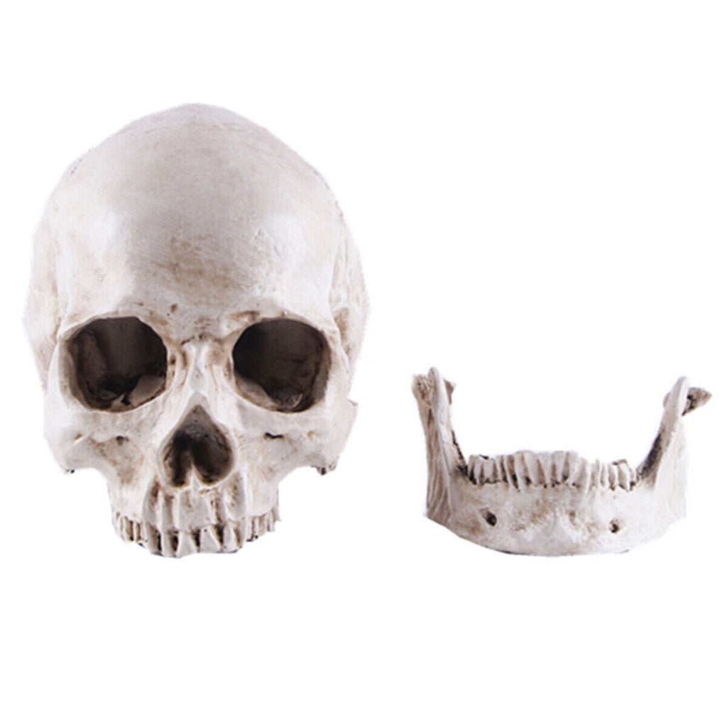 Life Size Human Skull Model 1:1 Replica Realistic Skull Head Bone Skeleton Model