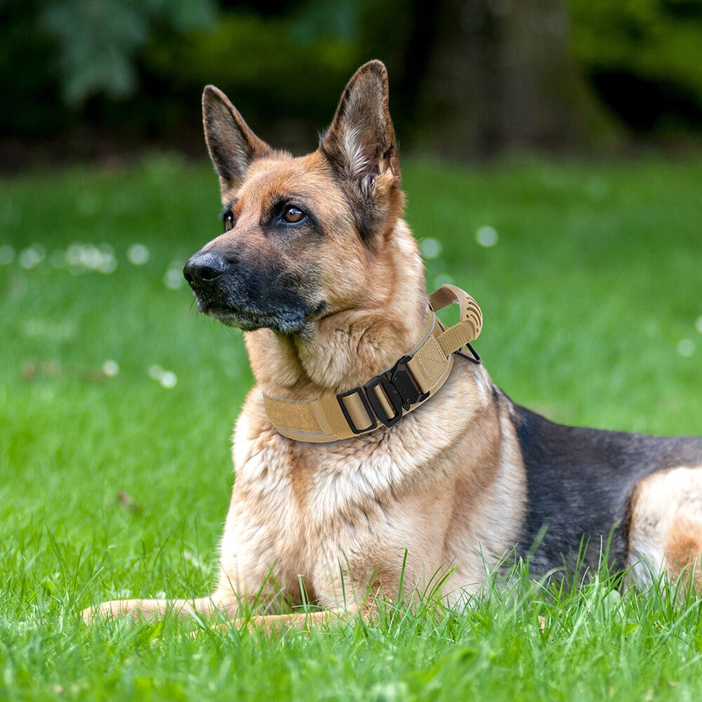 Durable Dog Collar with Handle Mesh Padded 6.5cm Wide Reflective