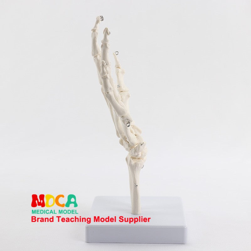 Life Size Human Hand Joint Bone Skeleton Anatomical Model Medical Anatomy