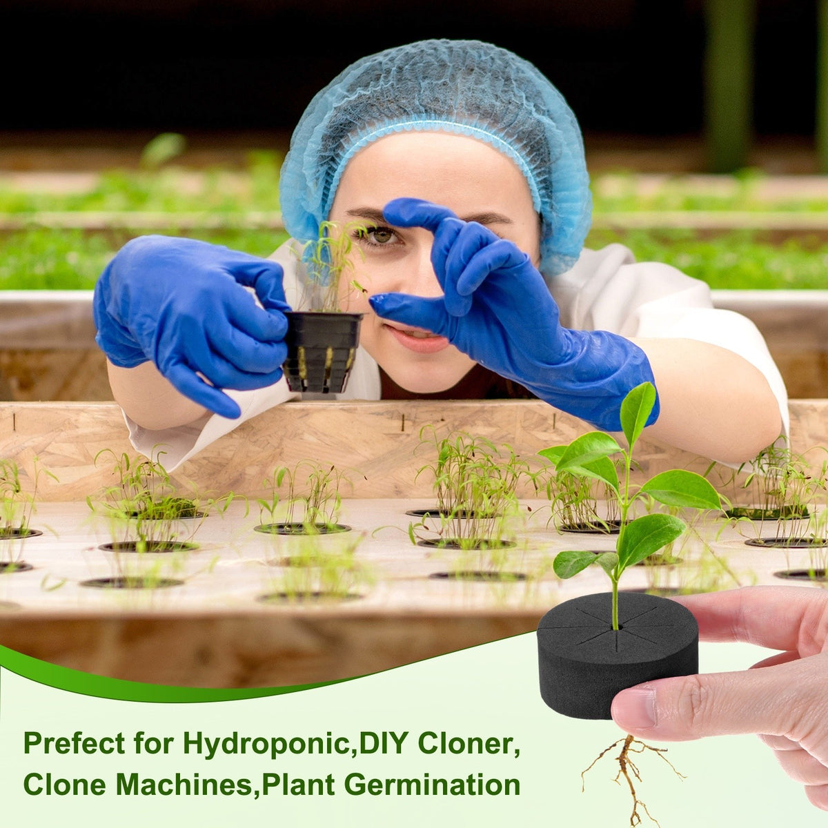 60-Pack Cloning Collars Inserts, Hydroponics Sponge Systems Cloning [Black]