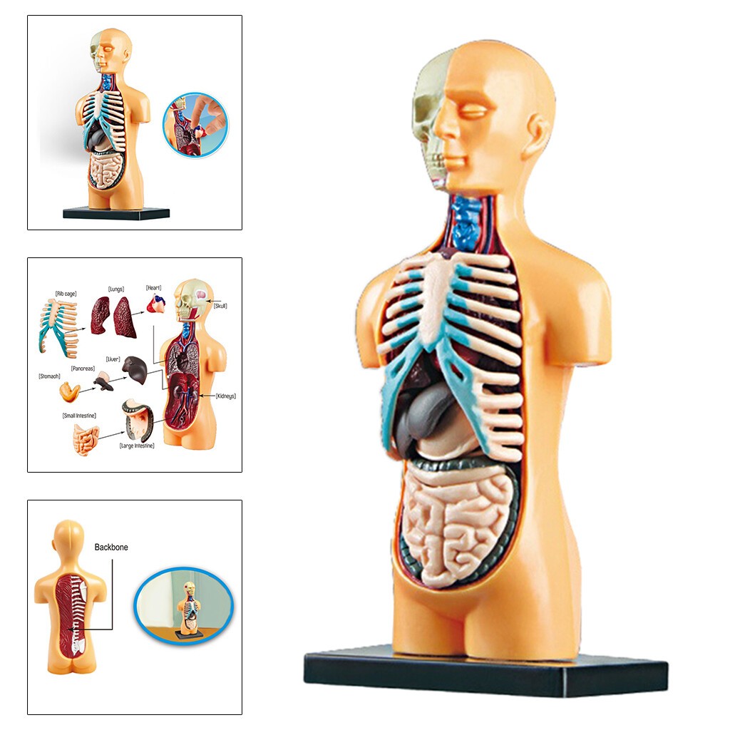 Human Body Anatomy Model - Build knowledge of the human body