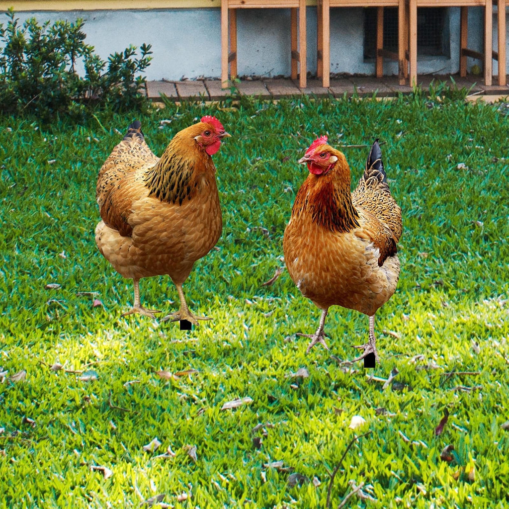 2x Hen Statue Garden Stakes Chicken Figurines Ground Insert Realistic Lifelike