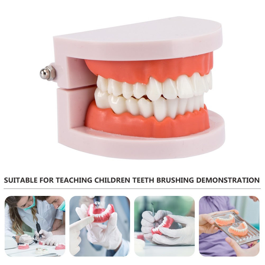 Teeth Model with Teeth for Dental Education and Demonstration Use