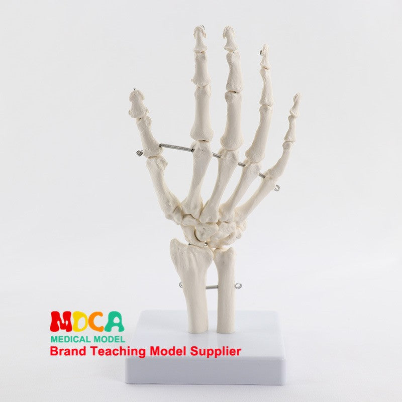 Life Size Human Hand Joint Bone Skeleton Anatomical Model Medical Anatomy