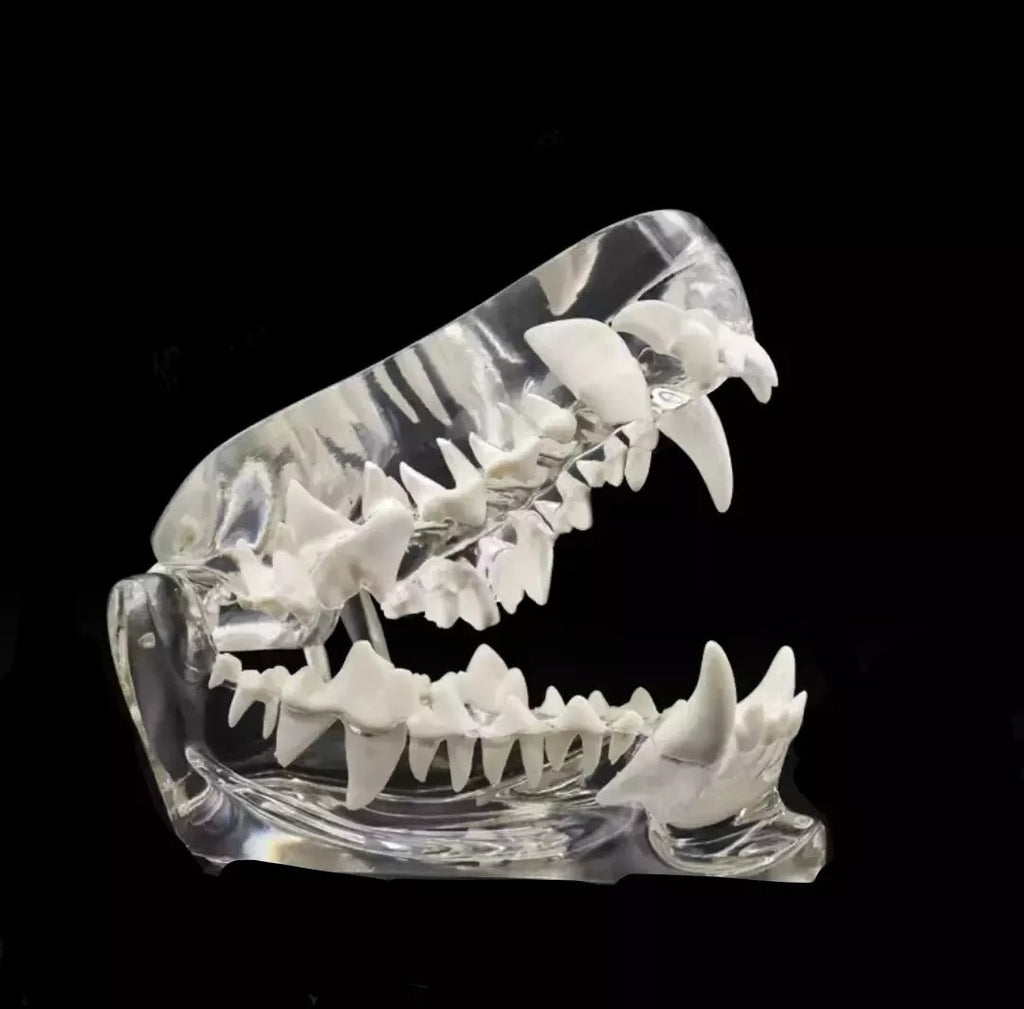 Dog Teeth Model Tooth Transparent Anatomical Veterinary Canine Teaching PVC