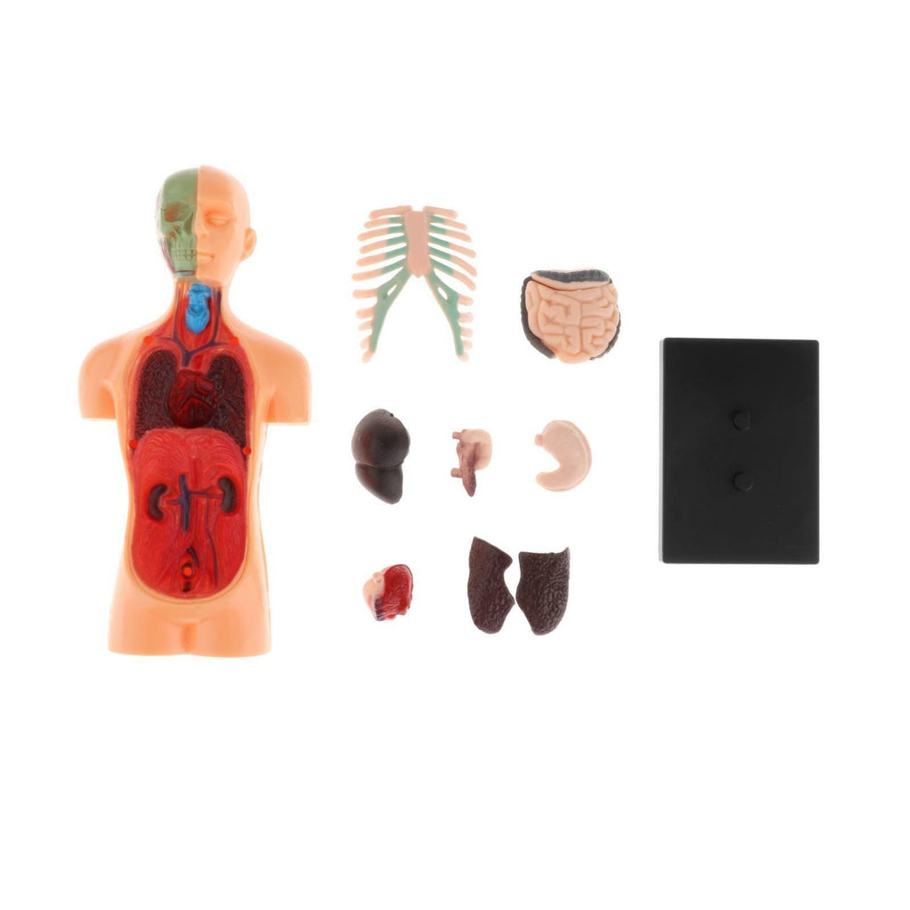 Human Body Anatomy Model - Build knowledge of the human body