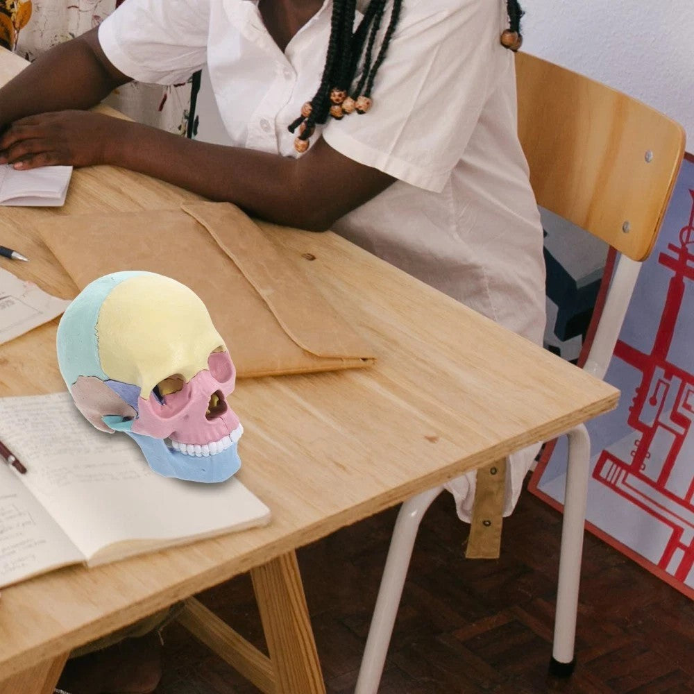 Human Skull Model for Anatomy Adult Classroom Teaching Assembly Stem