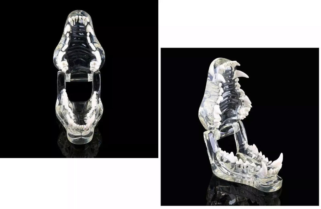 Dog Teeth Model Tooth Transparent Anatomical Veterinary Canine Teaching PVC