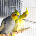2 Sets Birds Feeding Tool Feeding Tubes for Birds Parrot Hand Feeding Tube