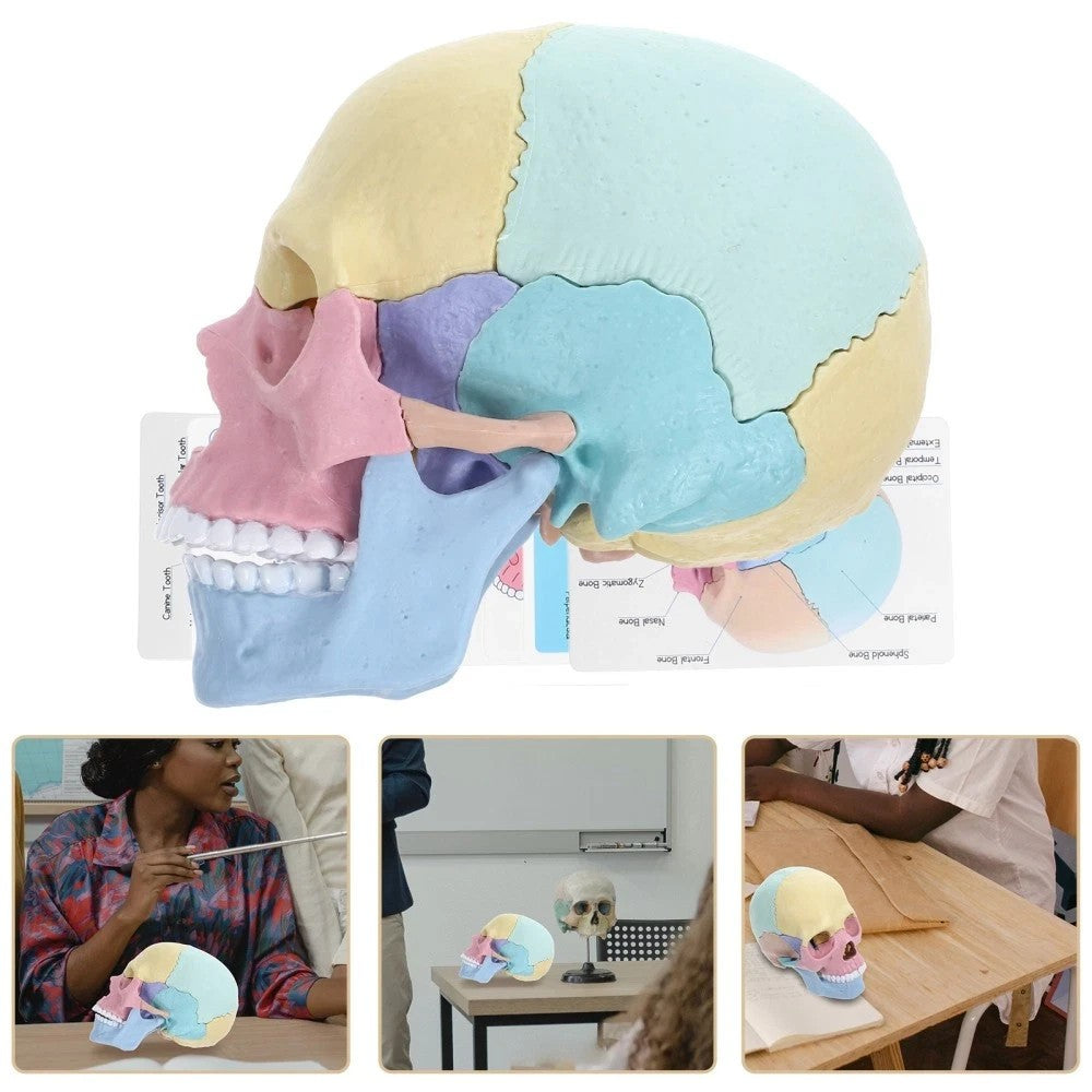 Human Skull Model for Anatomy Adult Classroom Teaching Assembly Stem