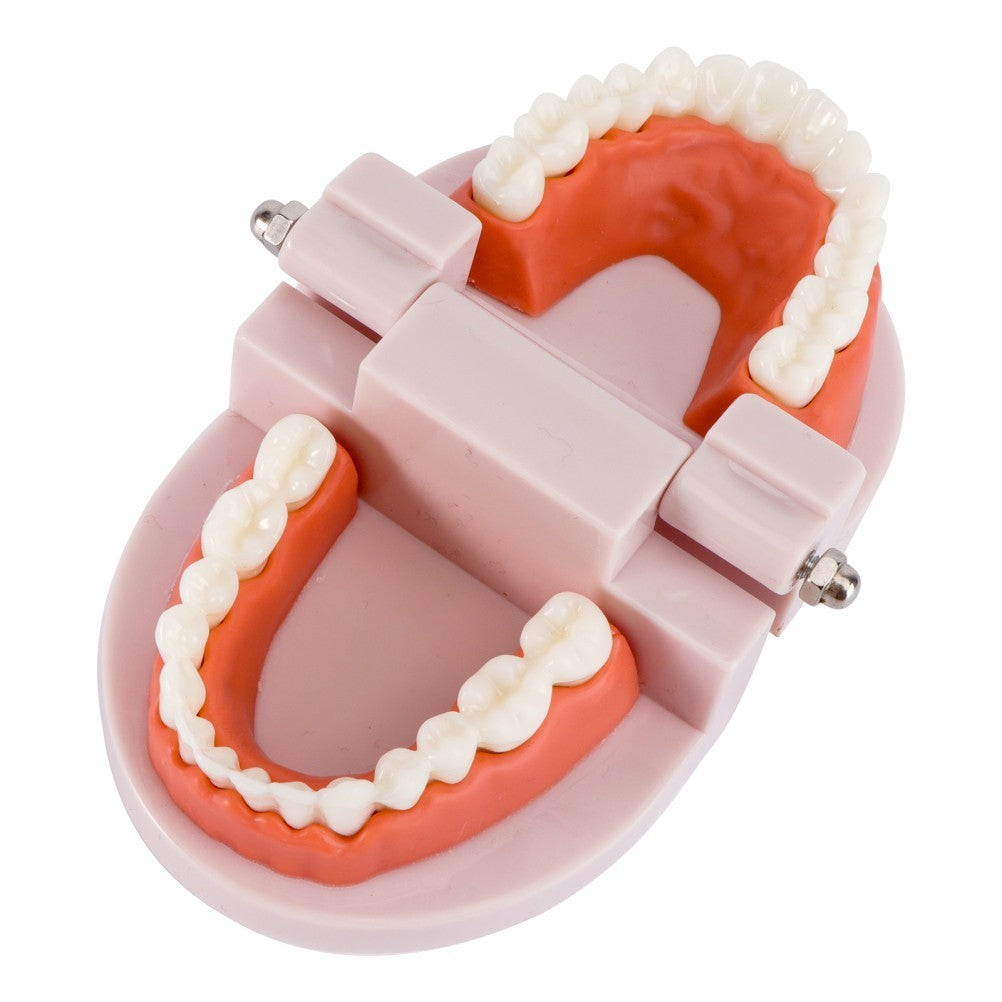 Teeth Model with Teeth for Dental Education and Demonstration Use