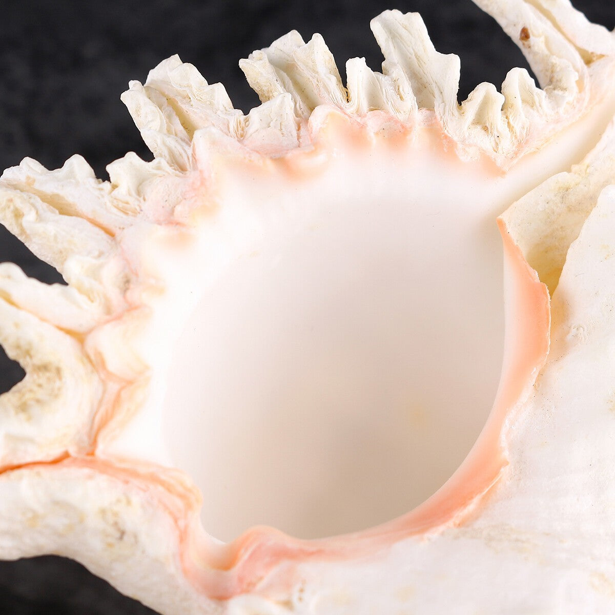 Pearl White Sea Shells Conch Natural Seashell Beach Ocean Home Decor