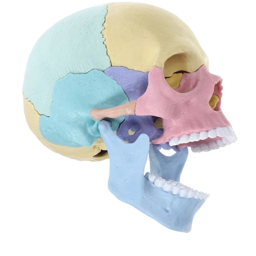 Human Skull Model for Anatomy Adult Classroom Teaching Assembly Stem