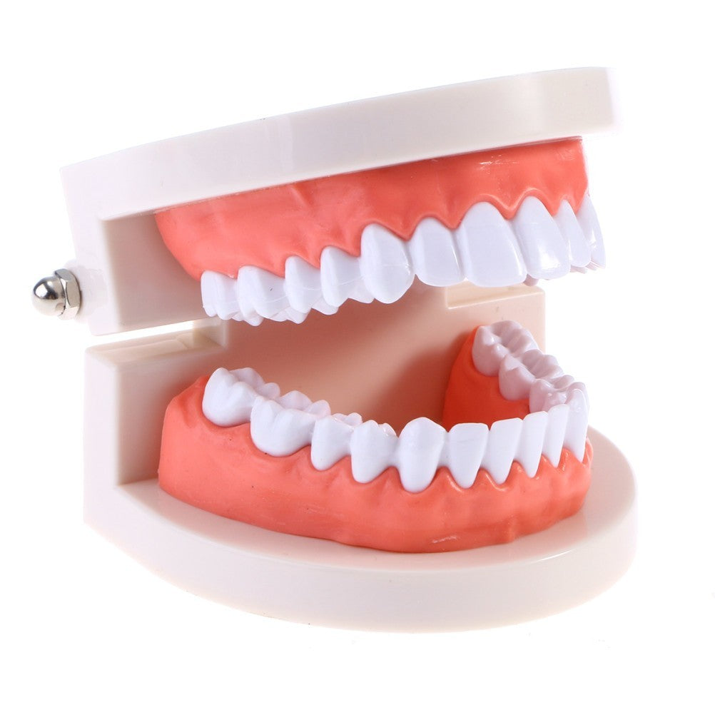Teeth Model with Teeth for Dental Education and Demonstration Use