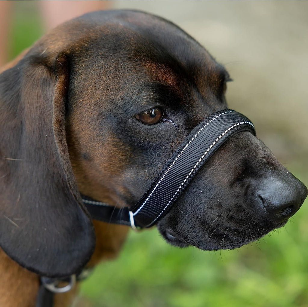 Total Pet Swivel Flat Figure of 8 Lead Halti Anti Pulling Dog Lead Leash - 180cm