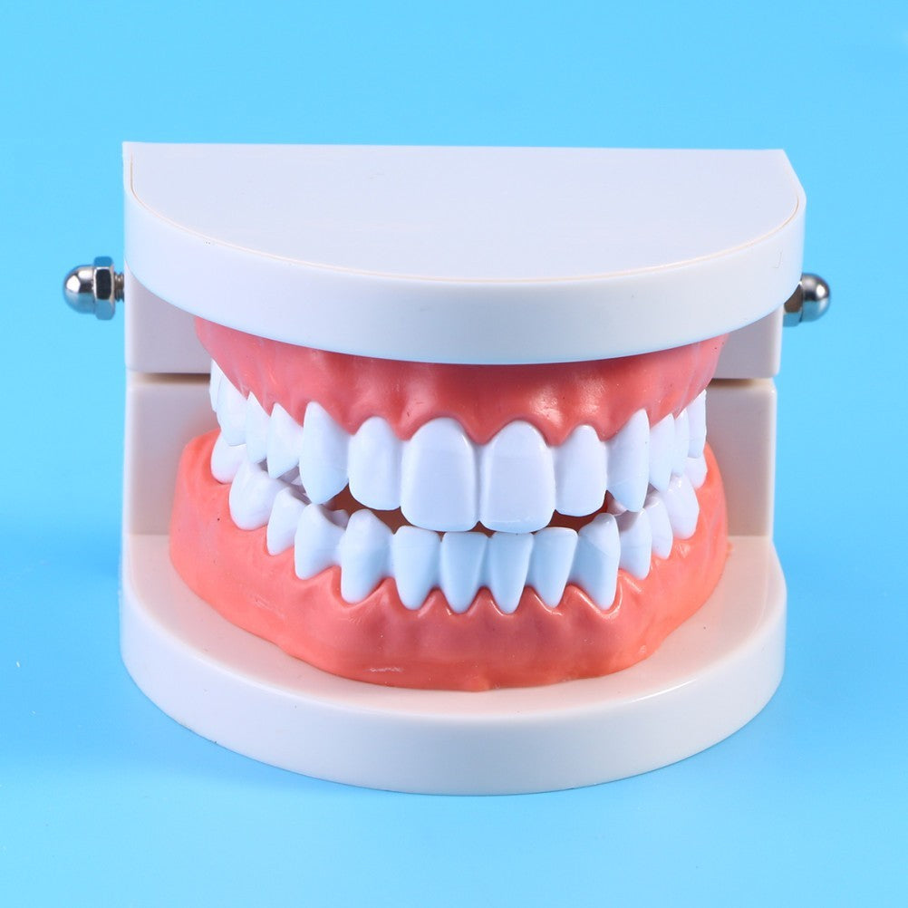 Teeth Model with Teeth for Dental Education and Demonstration Use