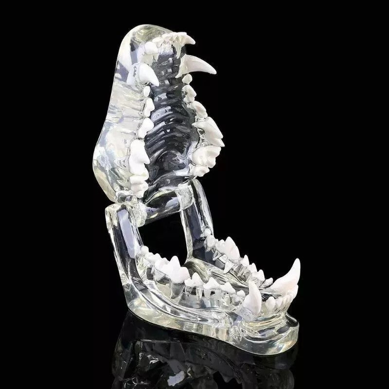 Dog Teeth Model Tooth Transparent Anatomical Veterinary Canine Teaching PVC
