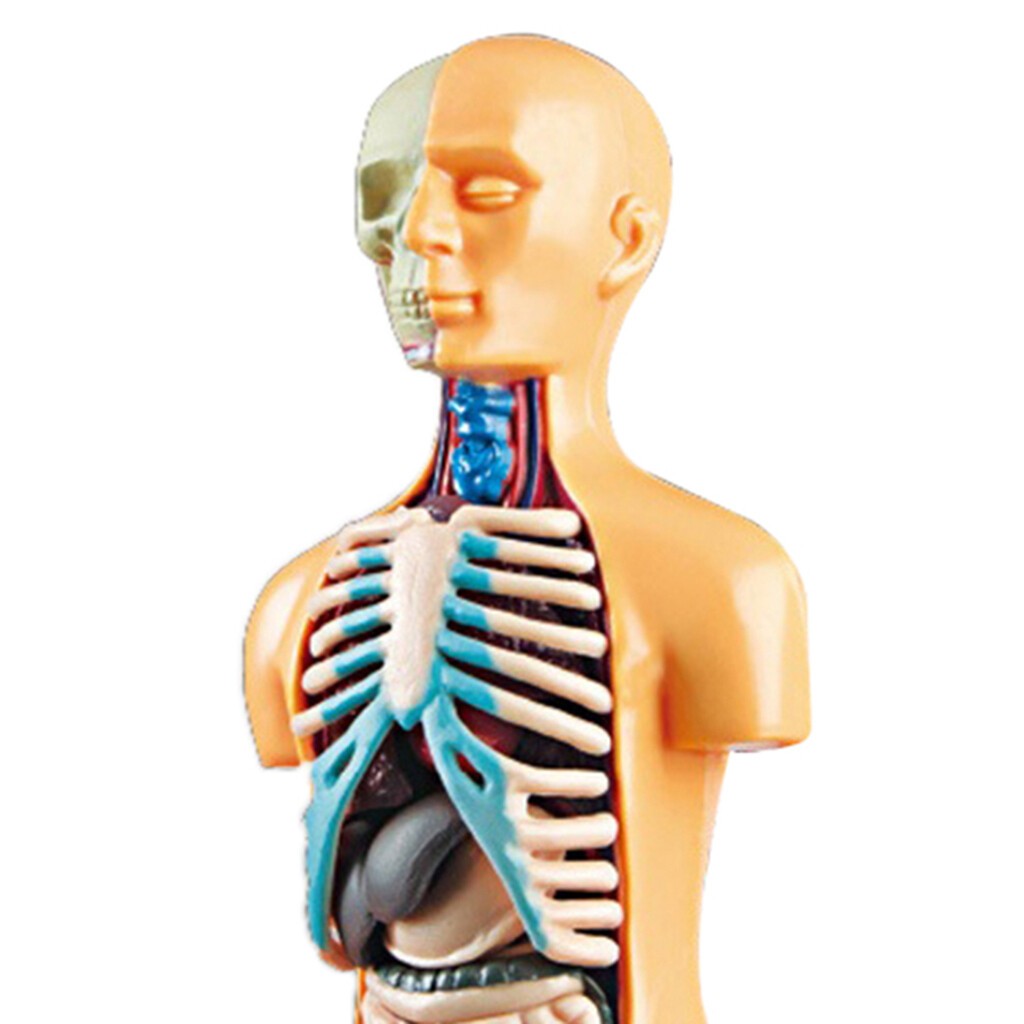 Human Body Anatomy Model - Build knowledge of the human body