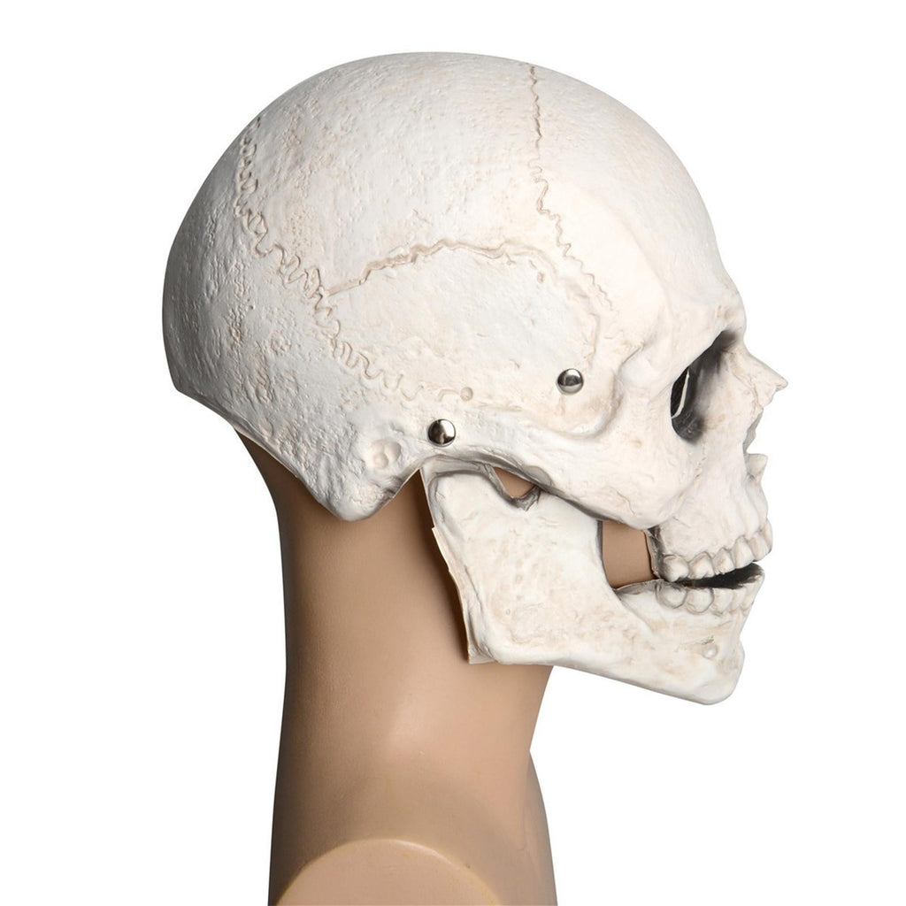 Skull Mask Full Face with Movable Mouth Realistic Head Mask for Adult Cosplay