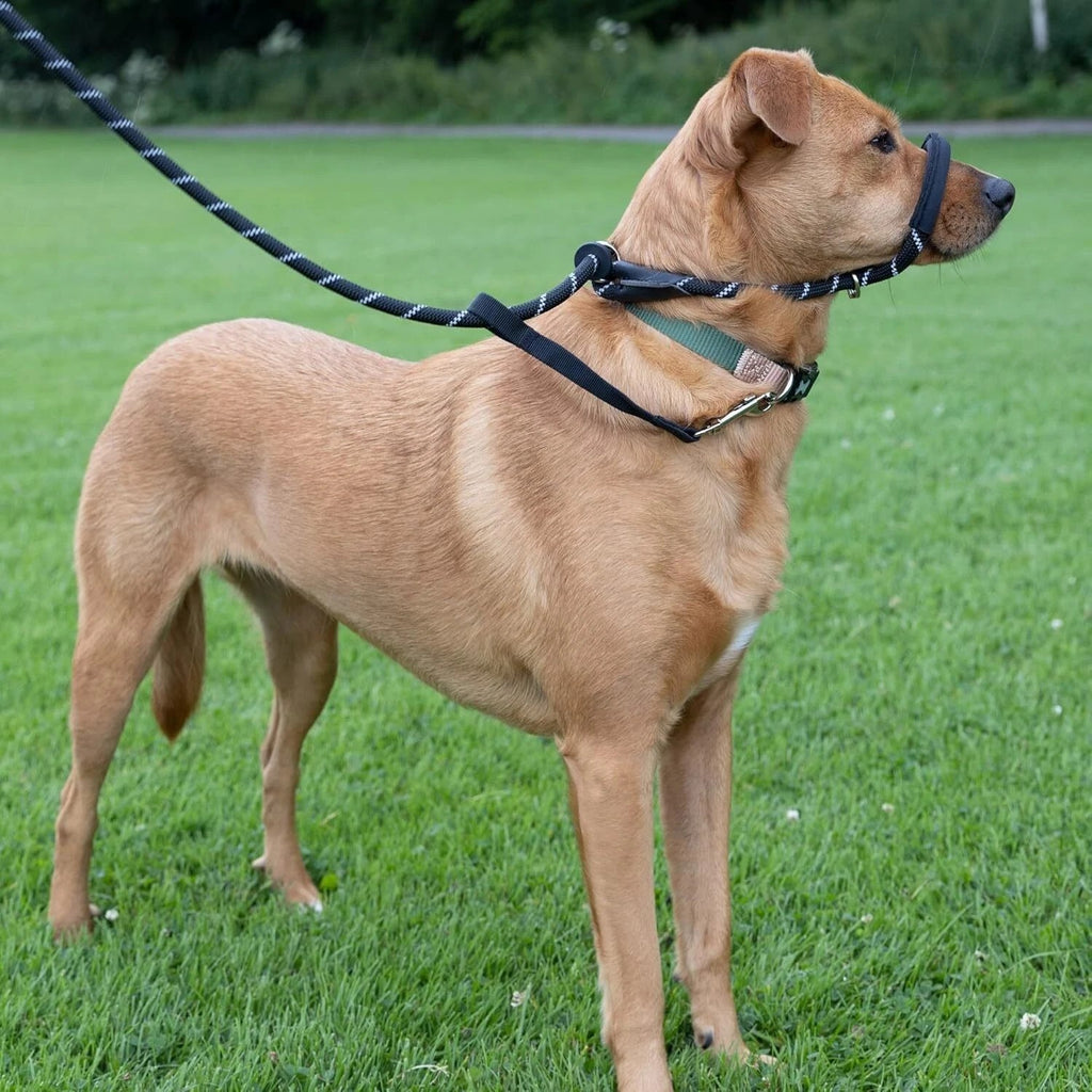 Figure of 8 Dog Lead With Padded Nose Loop-Anti Pull Dog Lead Stop Dog's Pulling