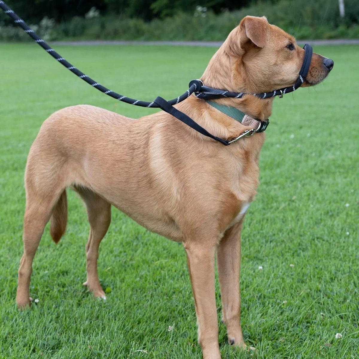 Figure of 8 Dog Lead With Padded Nose Loop-Anti Pull Dog Lead Stop Dog's Pulling