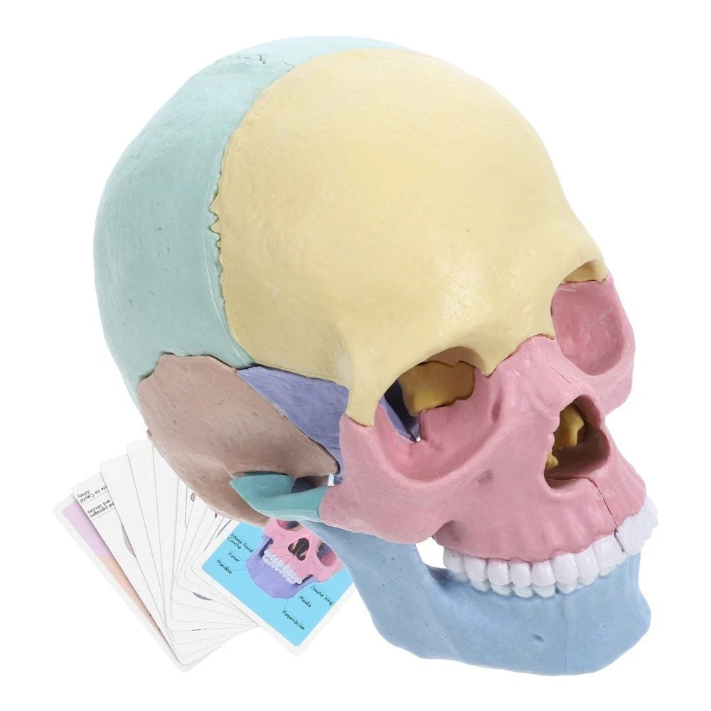 Human Skull Model for Anatomy Adult Classroom Teaching Assembly Stem